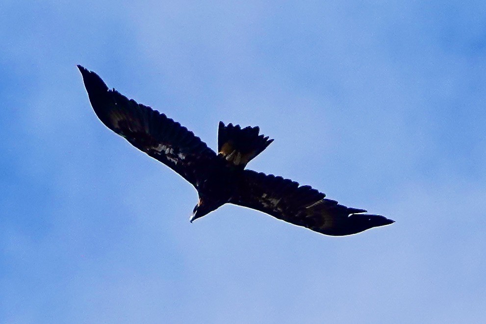 Águila Audaz - ML533454761