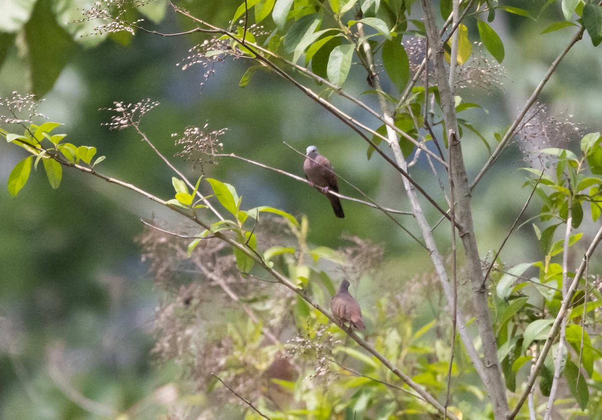 Ruddy Ground Dove - ML533455041