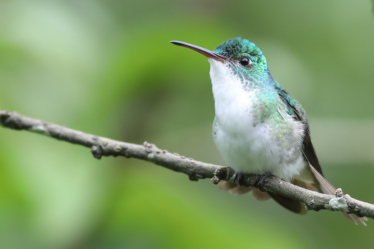 Andean Emerald - Graham Montgomery