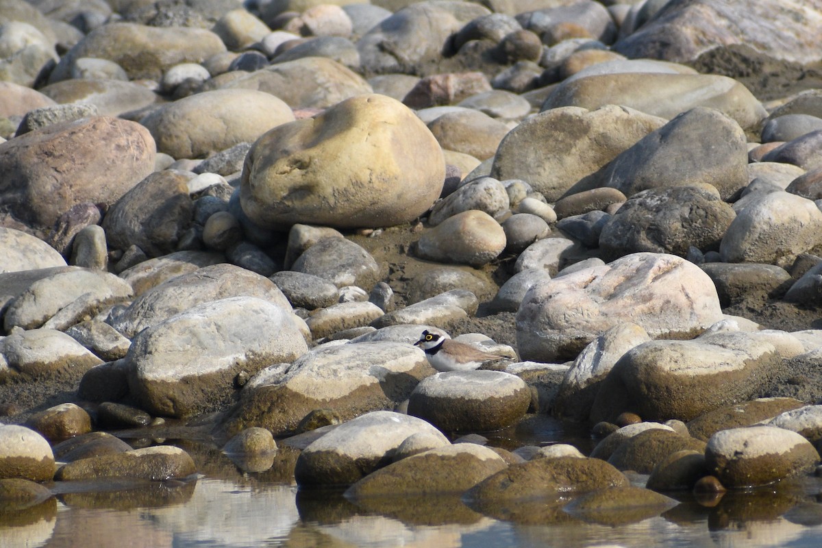 Little Ringed Plover - ML533455761