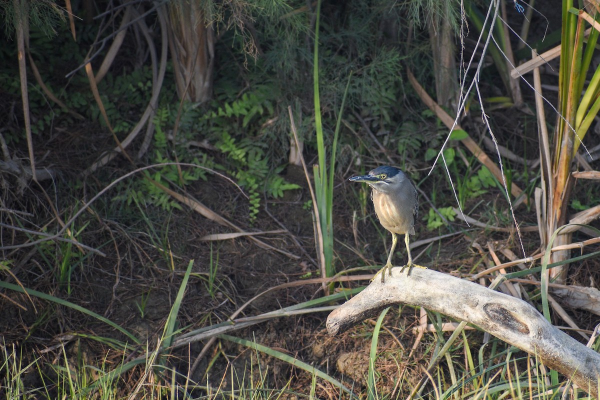 Striated Heron - ML533456191