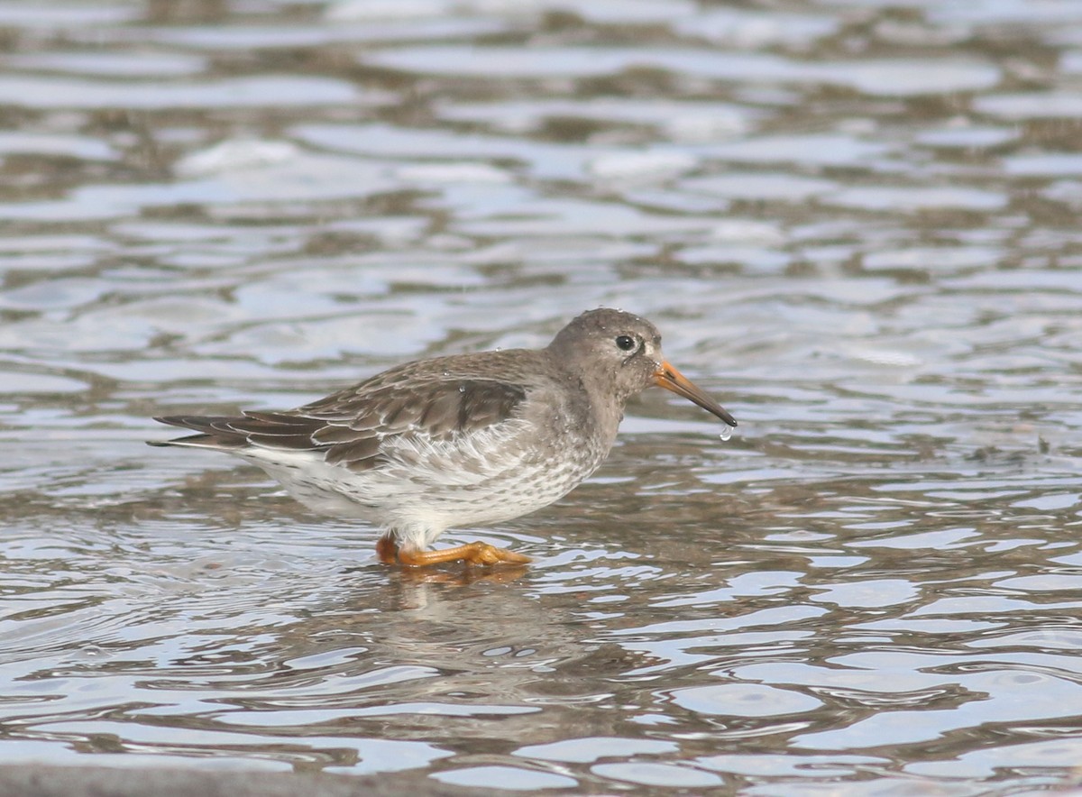 Purple Sandpiper - ML533460191