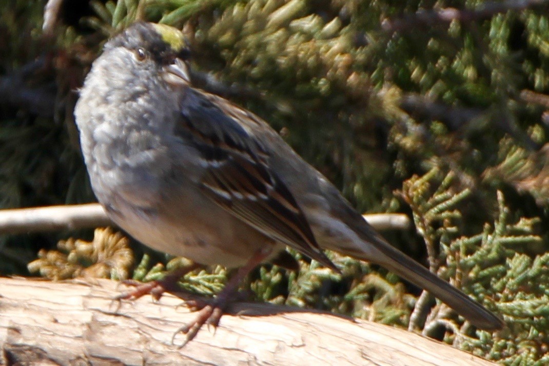 Golden-crowned Sparrow - ML53346181