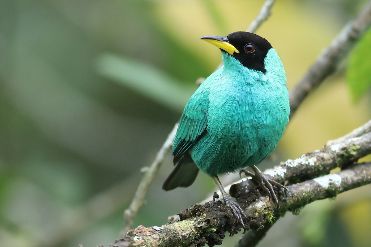 Mielerito Verde - ML53346201