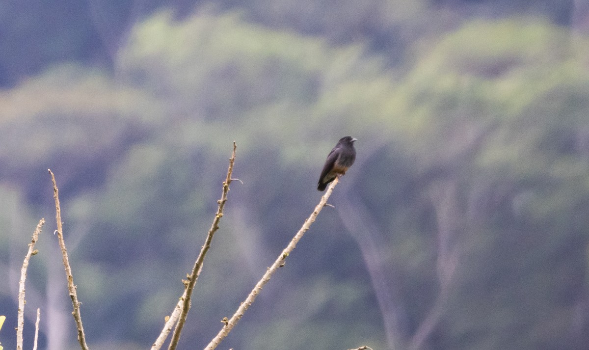 Swallow-winged Puffbird - ML533462401