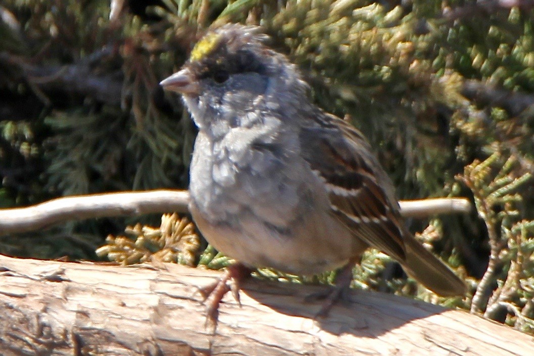 Golden-crowned Sparrow - ML53346241