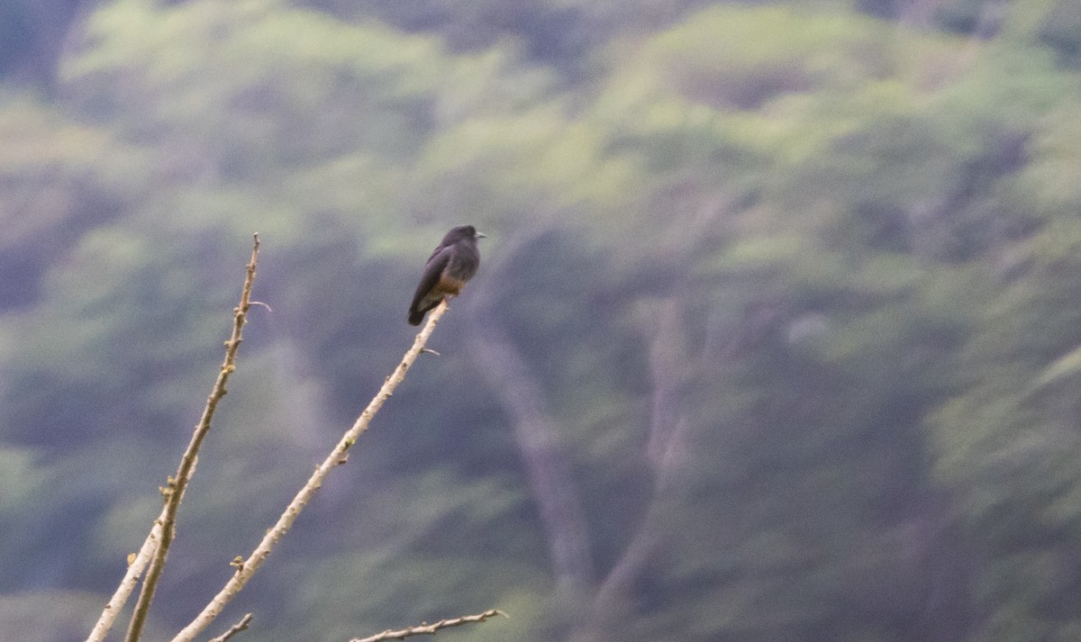 Swallow-winged Puffbird - ML533462411