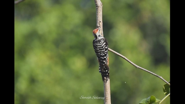 Freckle-breasted Woodpecker - ML533463171