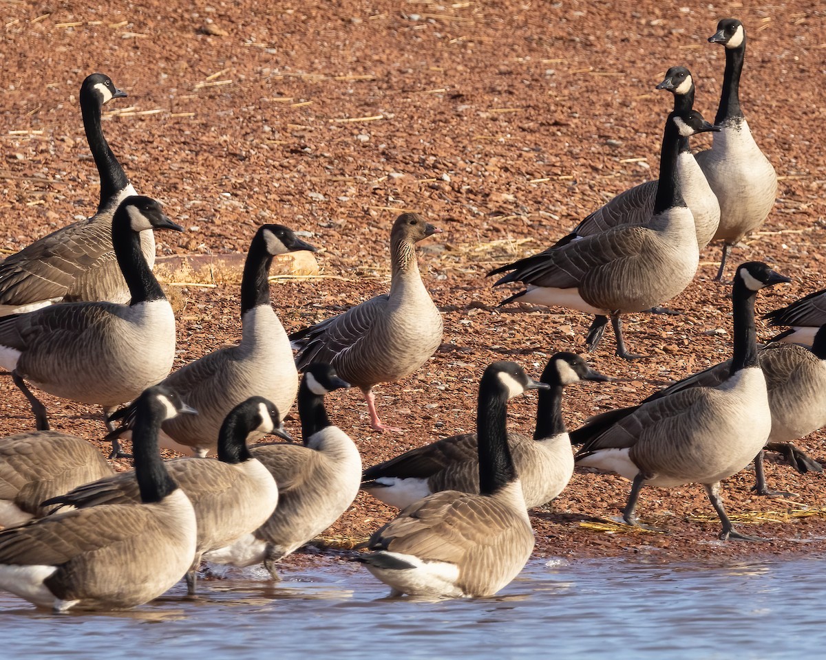 Pink-footed Goose - ML533464201