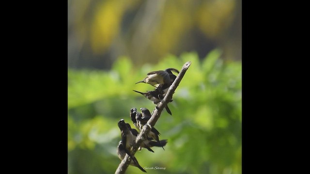 Spitzschwanz-Bronzemännchen - ML533464261