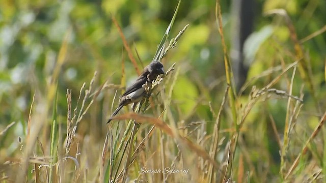 White-rumped Munia - ML533464281