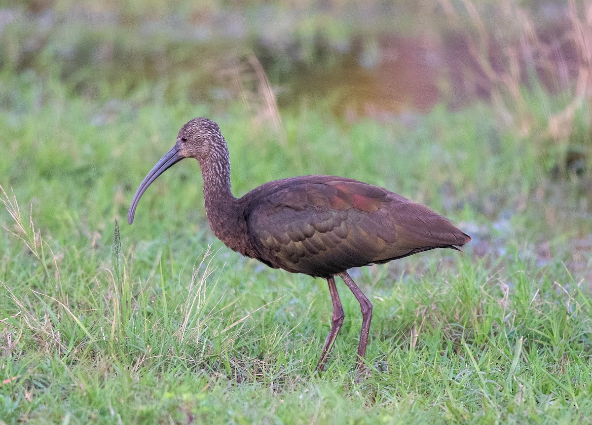 ibis americký - ML533464431