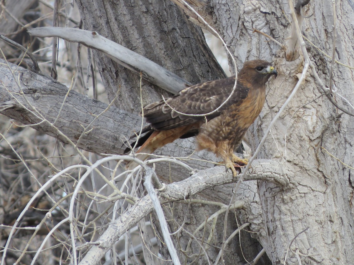 Red-tailed Hawk - ML533464571