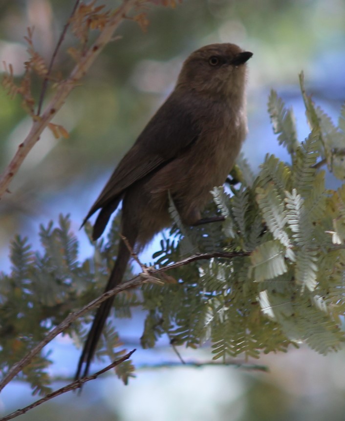 Bushtit - ML533465011