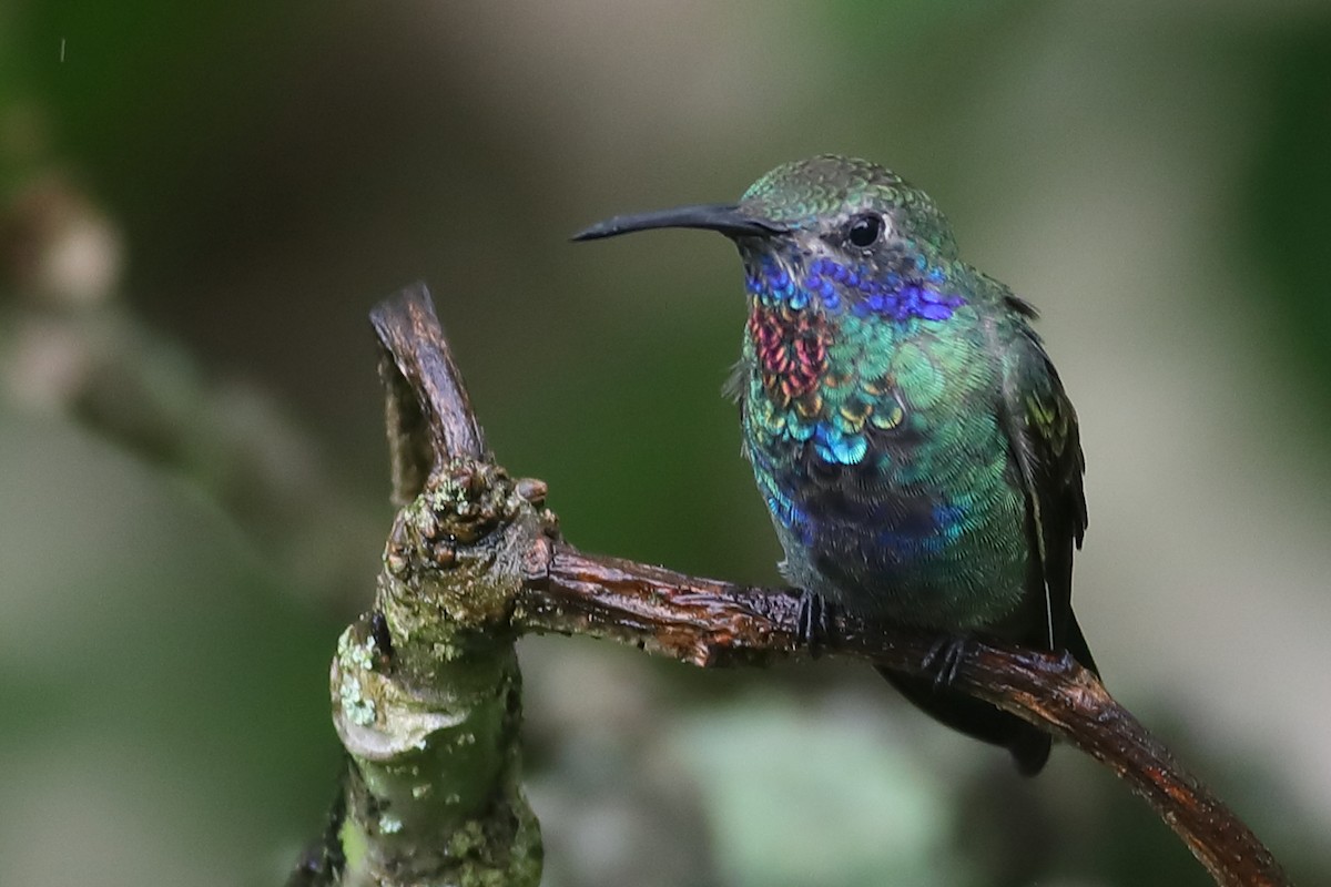 kolibřík modrolící - ML53346531