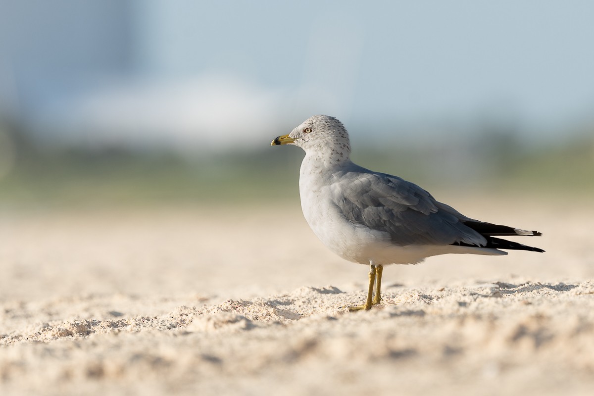 Ring-billed Gull - ML533465751