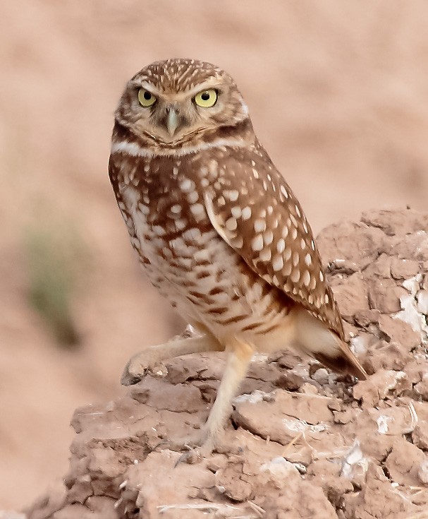 Burrowing Owl - ML533465771