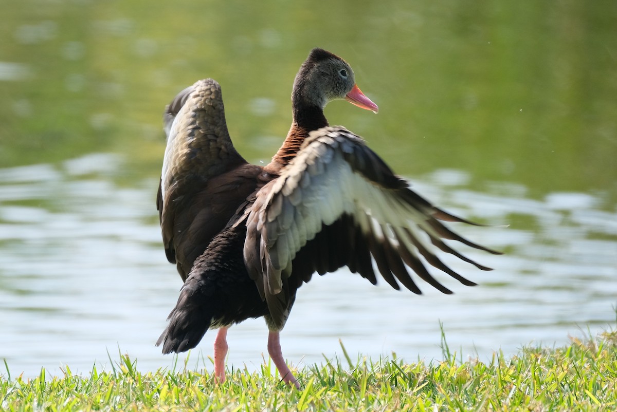 Black-bellied Whistling-Duck - ML533466491