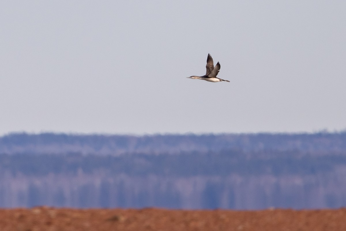 Red-throated Loon - ML533467481