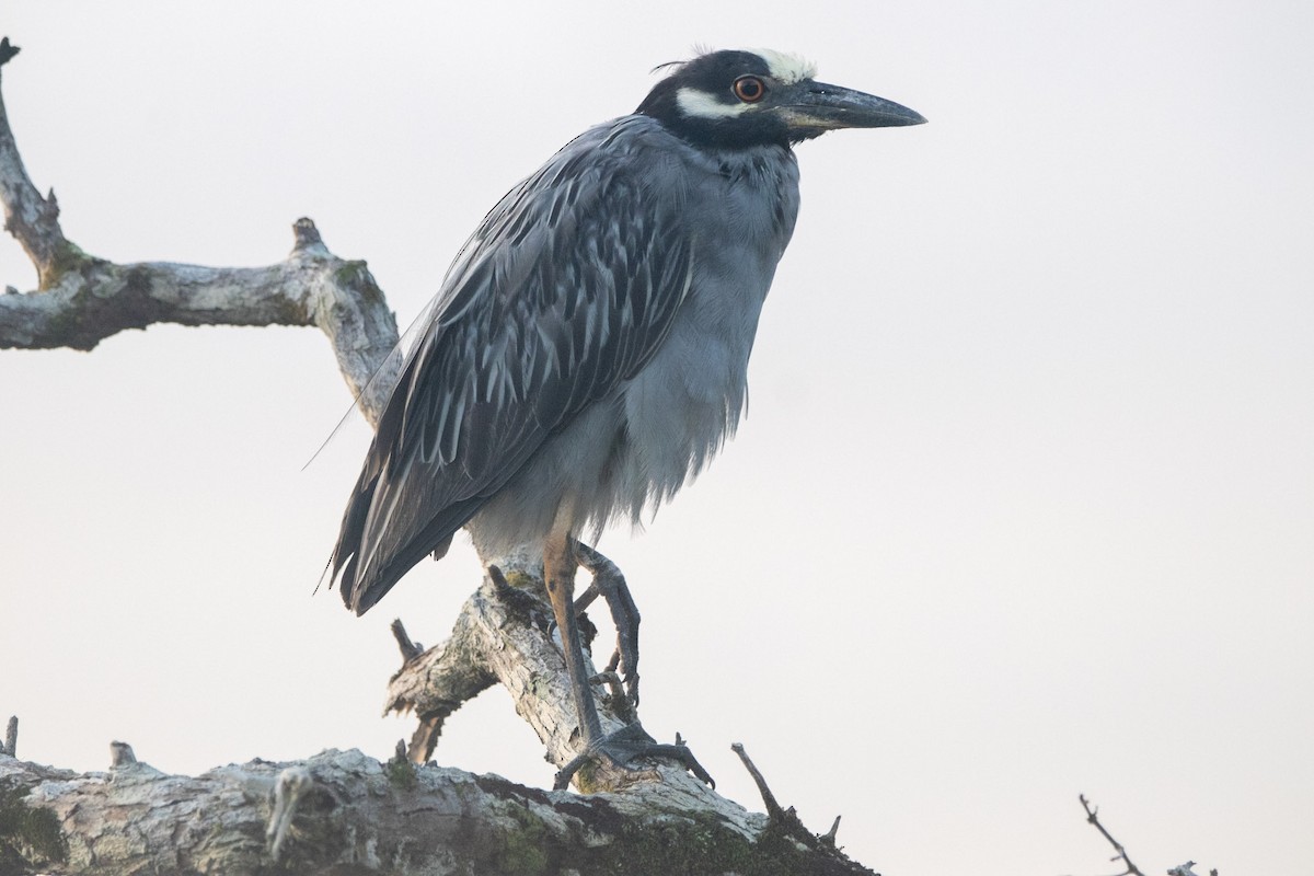 Yellow-crowned Night Heron - ML533468521