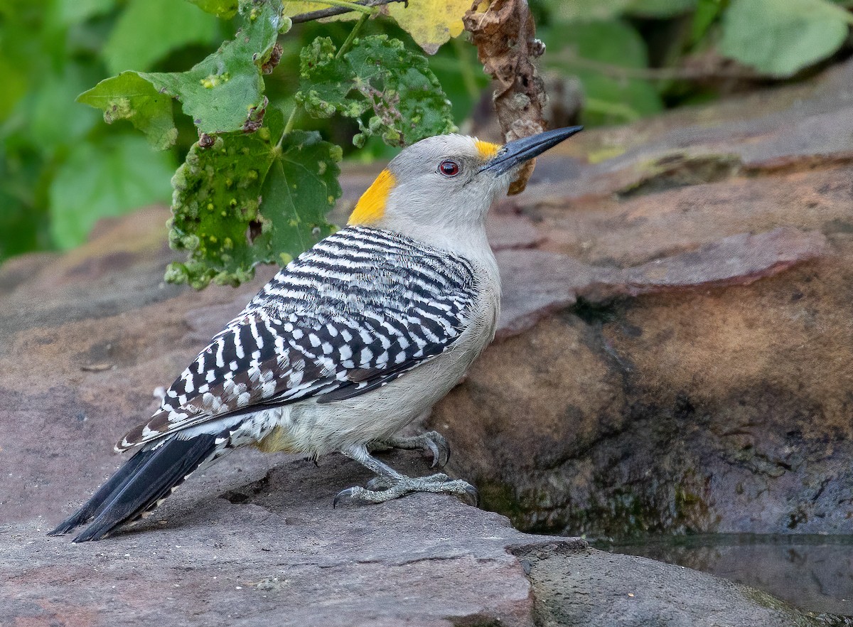 Golden-fronted Woodpecker - ML533469031