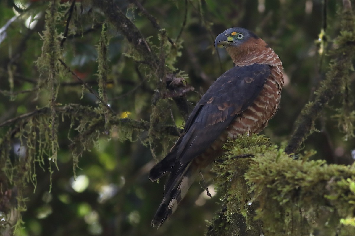 Hook-billed Kite - ML53346911