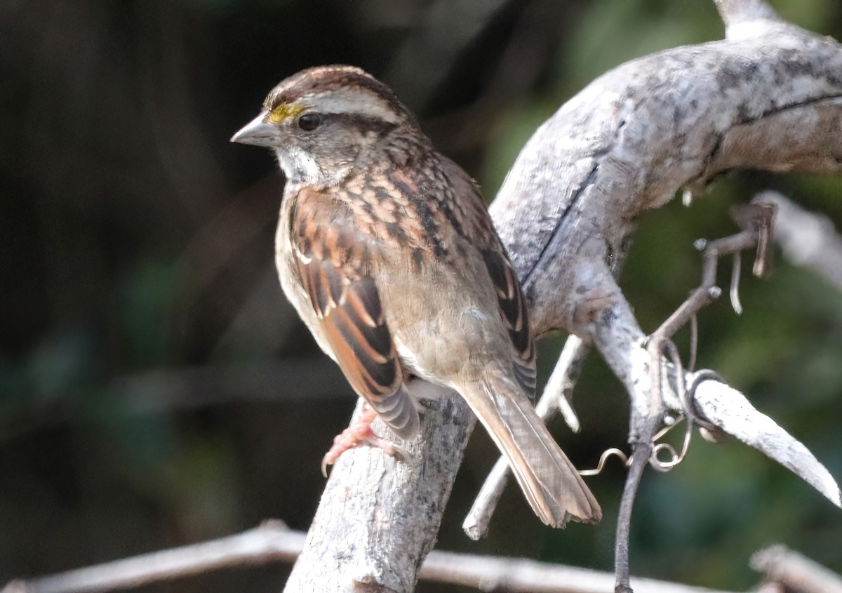 White-throated Sparrow - ML533469671