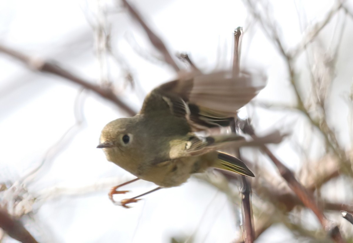 Ruby-crowned Kinglet - David Wilson