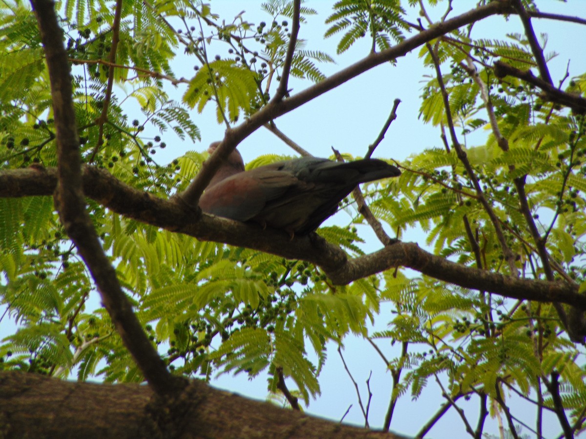 Red-billed Pigeon - Enrique Varela