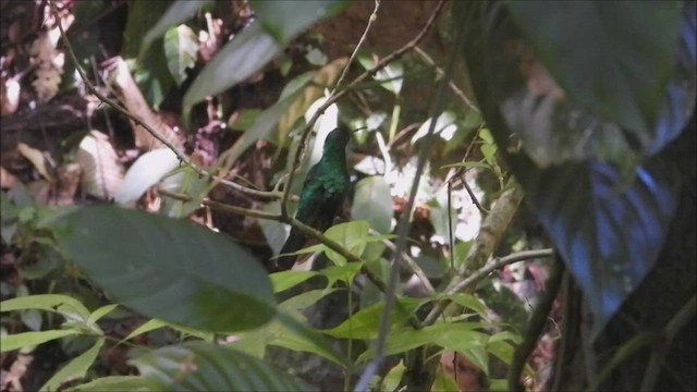 Colibrí Coliblanco - ML533470581