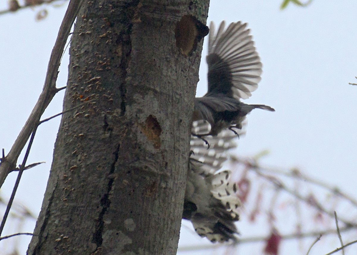 Brown-headed Nuthatch - ML53347071