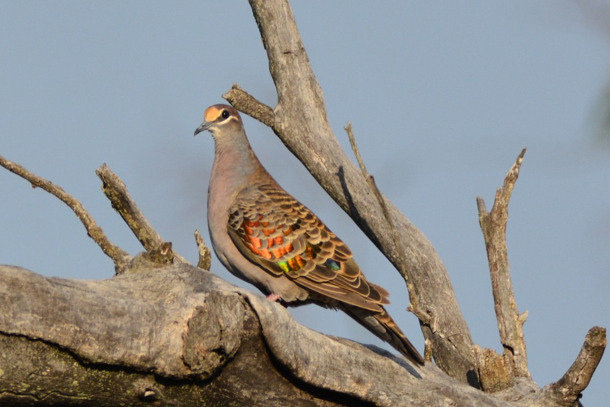 Common Bronzewing - ML53347081