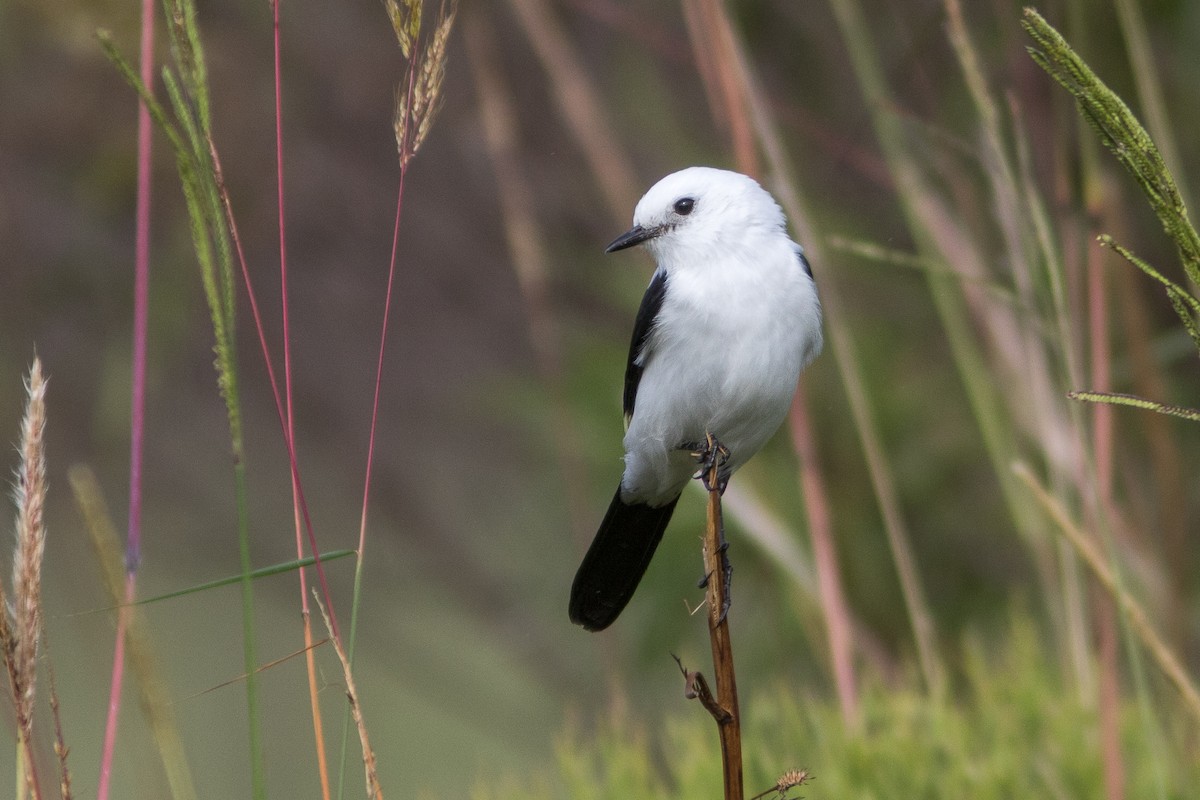 Black-and-white Monjita - Fernando Farias