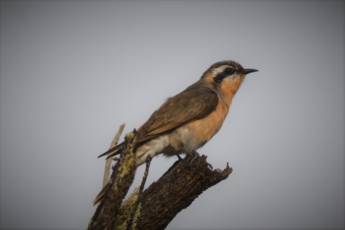 Black-eared Cuckoo - ML53347221