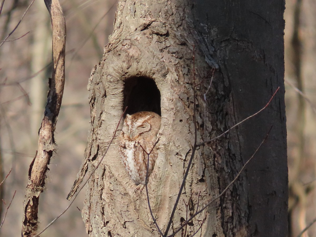 Eastern Screech-Owl - ML533472431