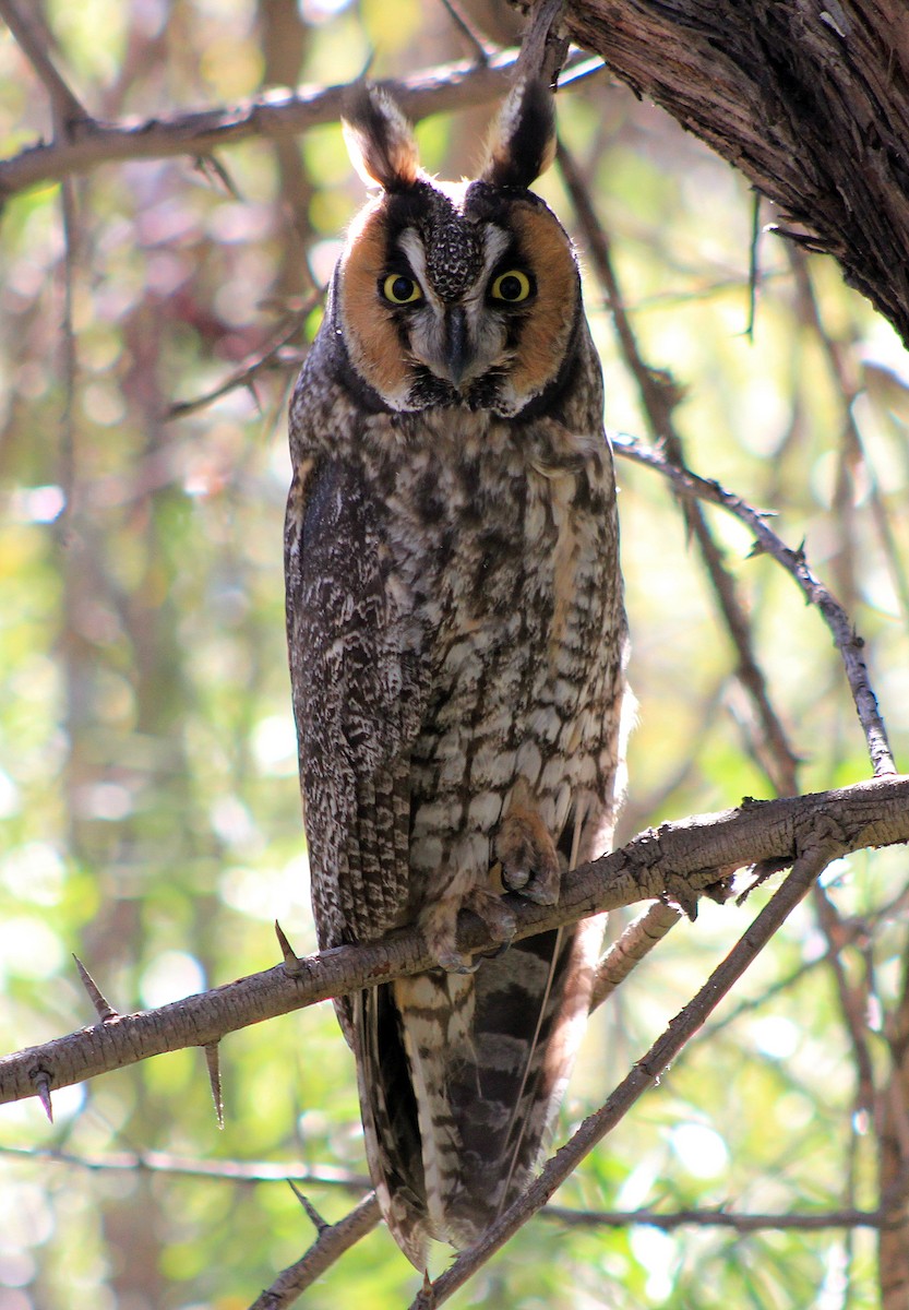 Long-eared Owl - Tom Pollock 🐔
