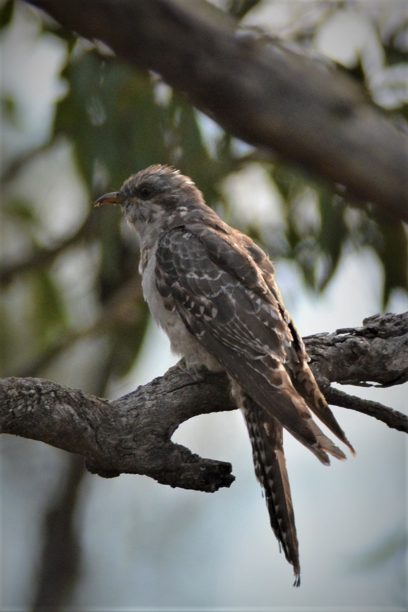 Pallid Cuckoo - ML53347271