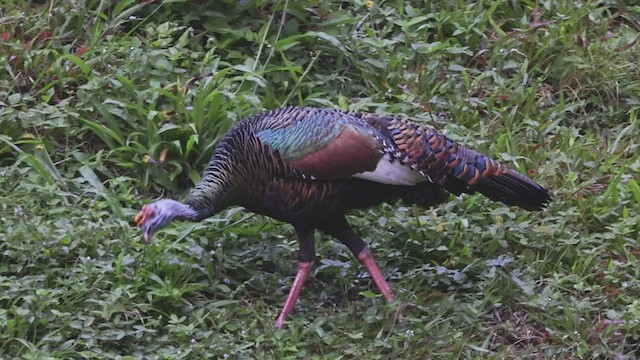 Ocellated Turkey - ML533473861