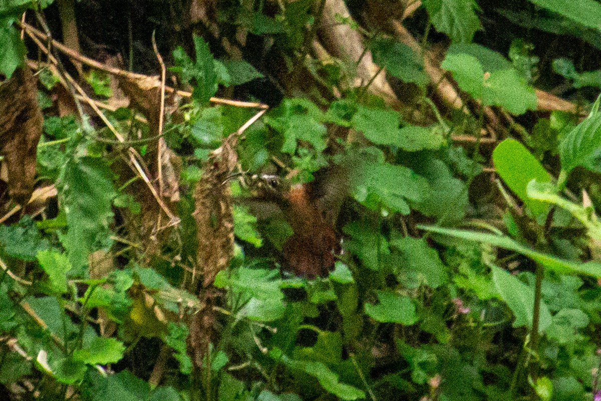 Rufous-breasted Hermit - ML533474091