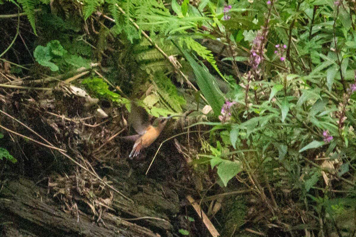 Rufous-breasted Hermit - ML533474111