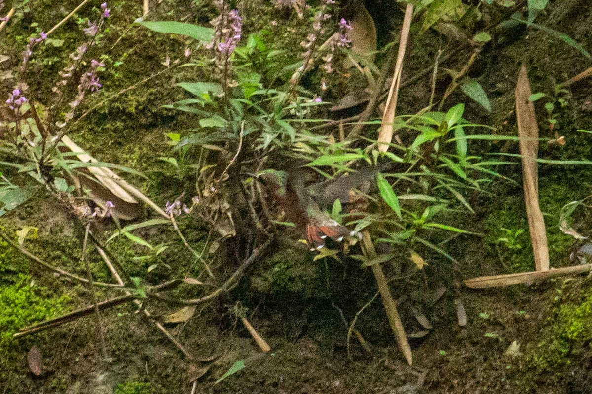 Rufous-breasted Hermit - ML533474131