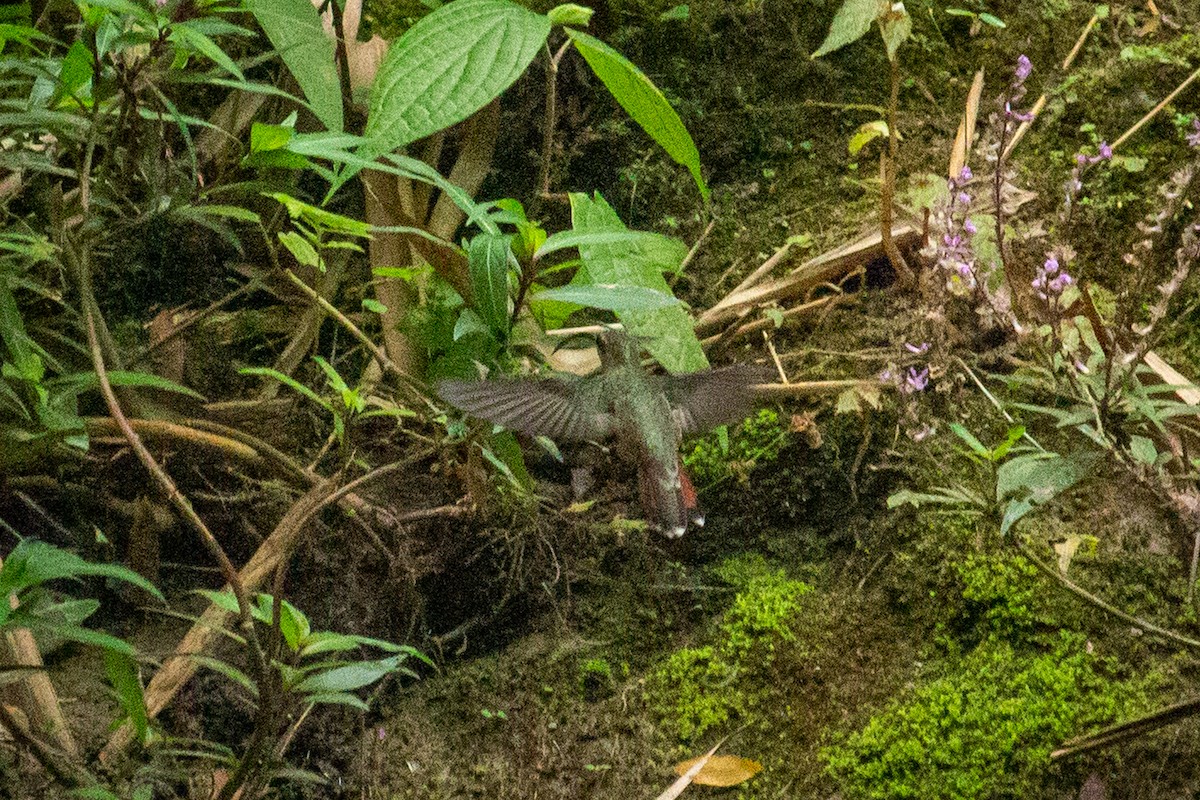 Rotschwanz-Schattenkolibri - ML533474141