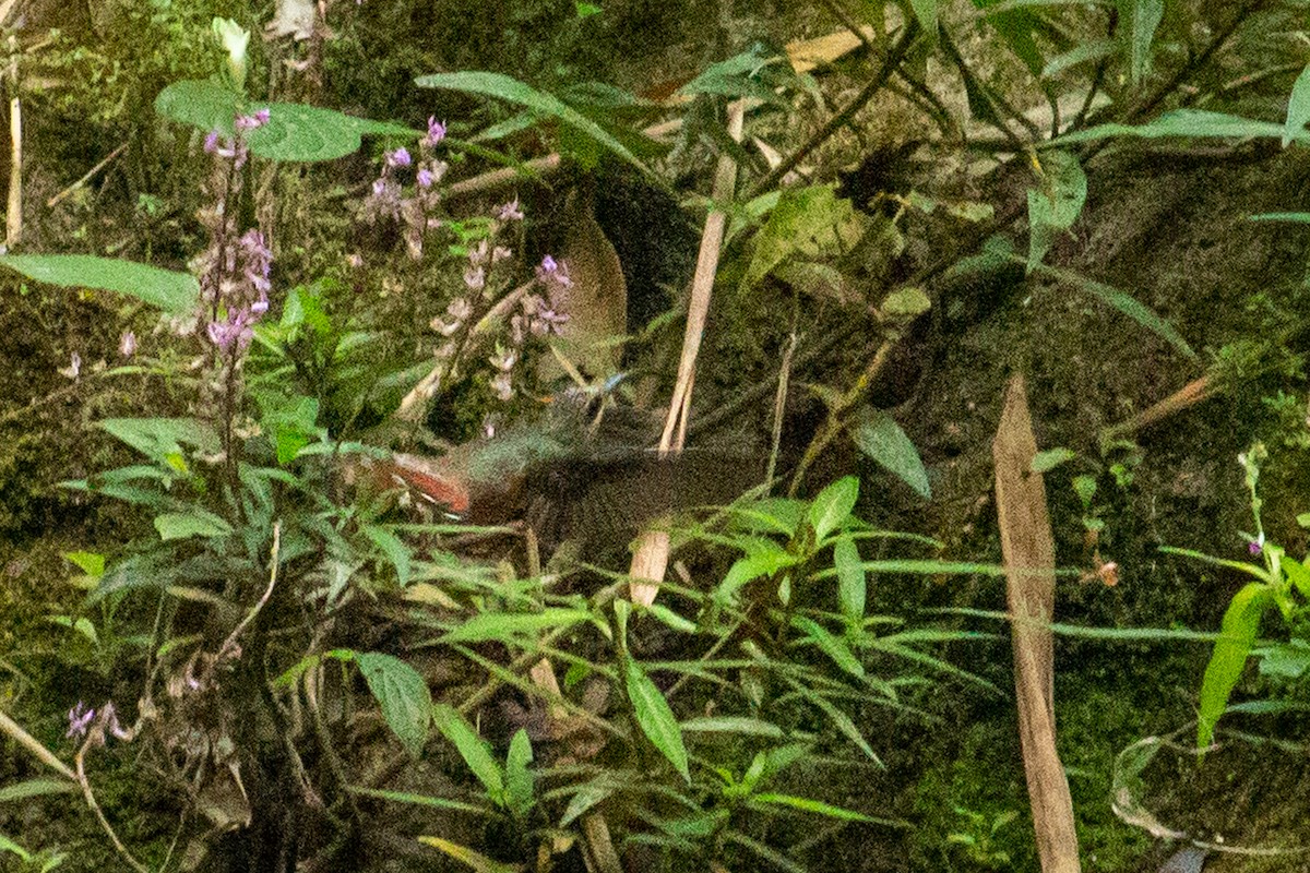 Rufous-breasted Hermit - ML533474151