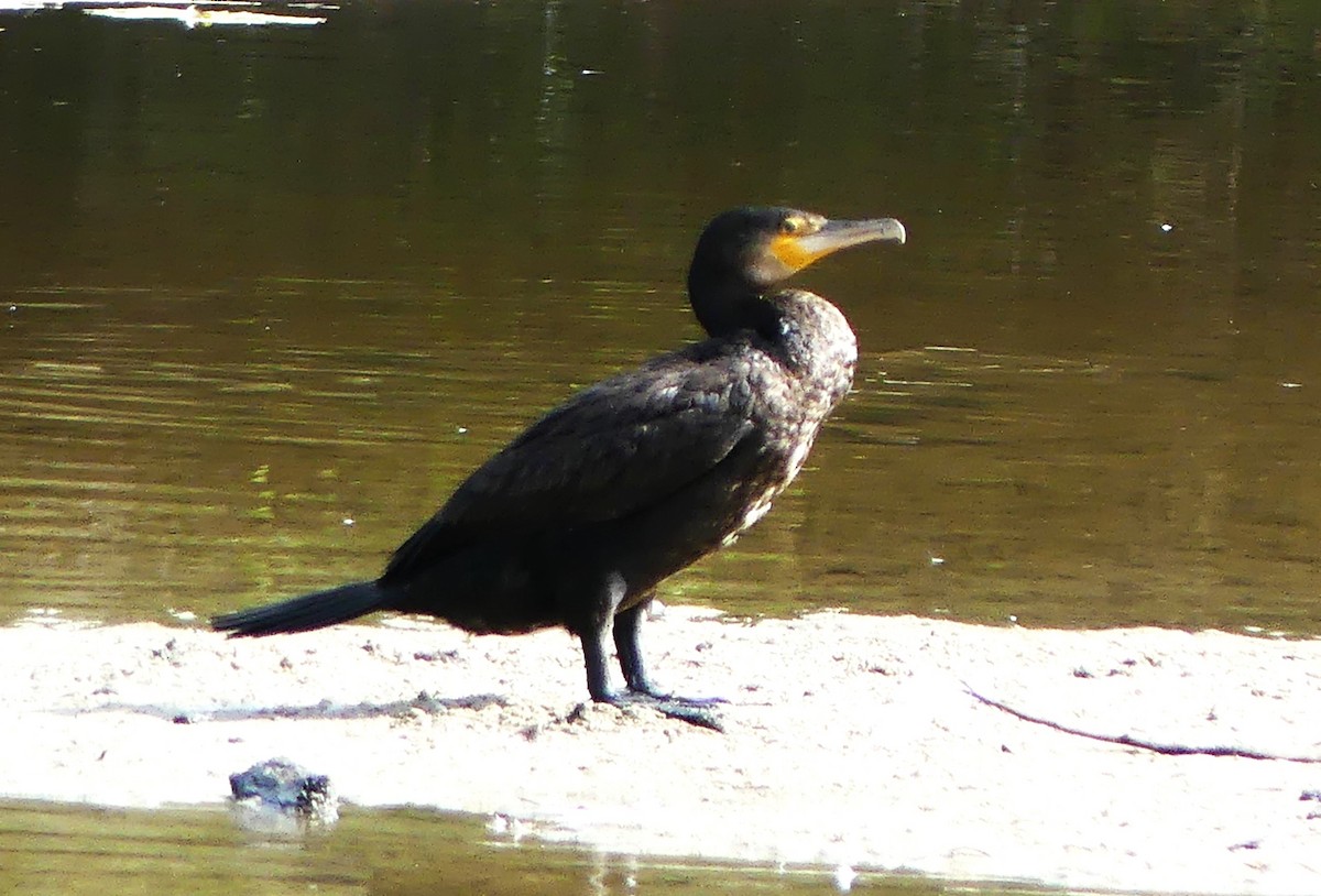 Cormorán Grande - ML533474281