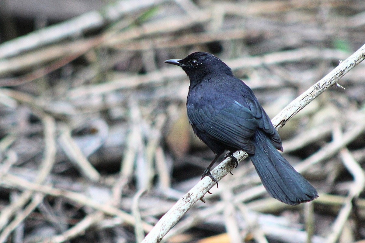 Black Catbird - ML533474391