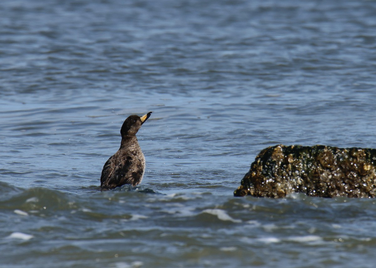 Black Scoter - ML533474621