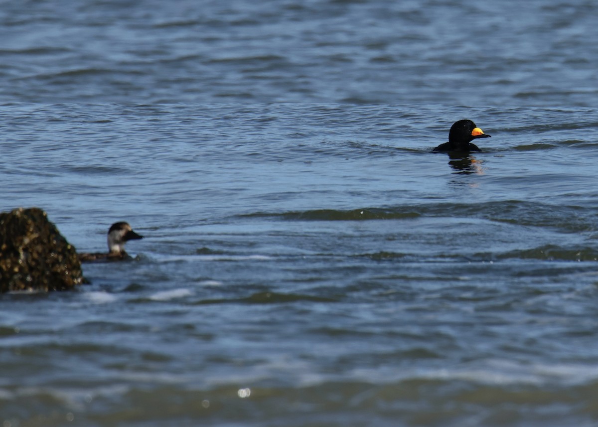 Black Scoter - ML533474651