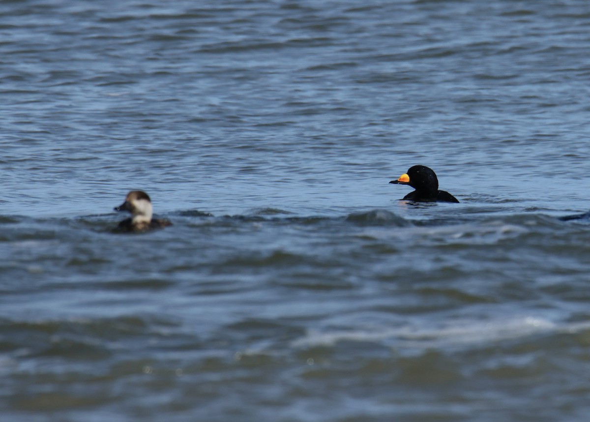 Black Scoter - ML533474741