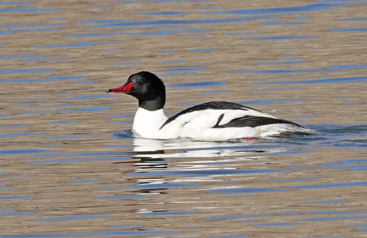 Common Merganser - ML533474971