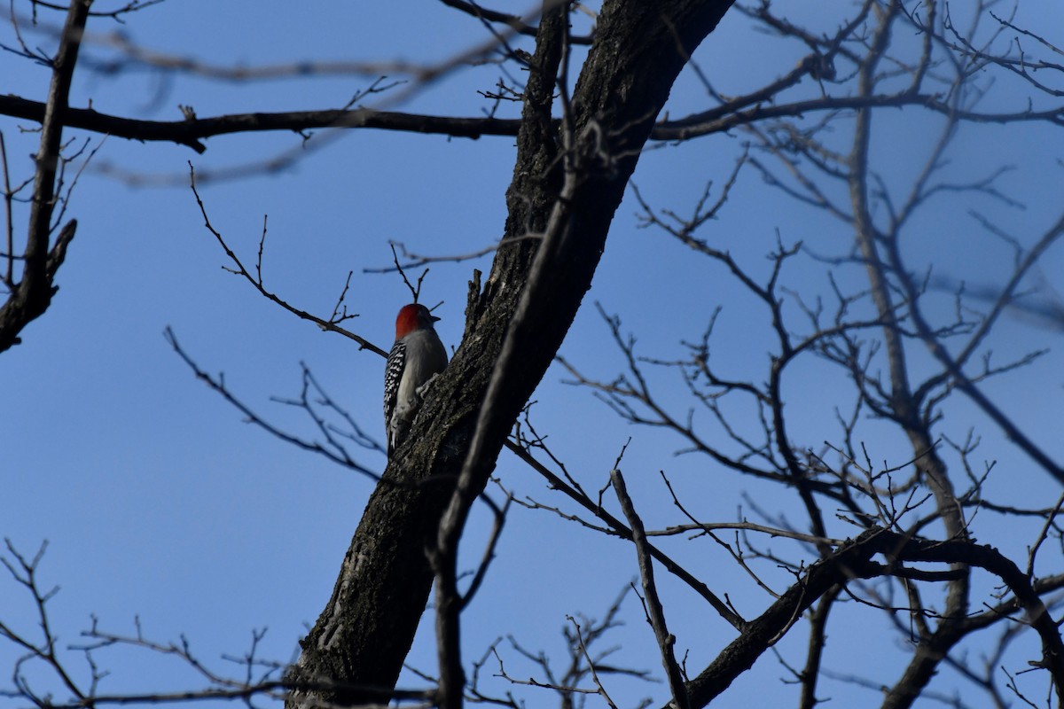 Red-bellied Woodpecker - ML533475071